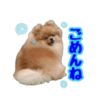 ポメラニアン★ポロン（個別スタンプ：6）