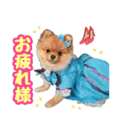 ポメラニアン★ポロン（個別スタンプ：9）