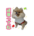 ポメラニアン★ポロン（個別スタンプ：10）