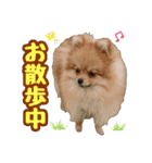 ポメラニアン★ポロン（個別スタンプ：17）