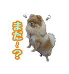 ポメラニアン★ポロン（個別スタンプ：18）