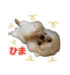 ポメラニアン★ポロン（個別スタンプ：22）