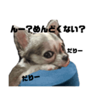 チワワのだるるん（個別スタンプ：7）