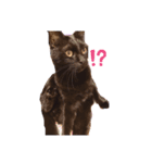 チョコ(=^ェ^=)（個別スタンプ：1）