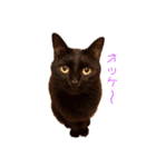 チョコ(=^ェ^=)（個別スタンプ：2）