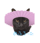 チョコ(=^ェ^=)（個別スタンプ：4）