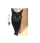チョコ(=^ェ^=)（個別スタンプ：5）