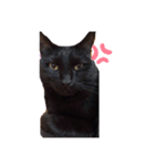 チョコ(=^ェ^=)（個別スタンプ：6）