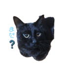 チョコ(=^ェ^=)（個別スタンプ：7）