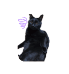 チョコ(=^ェ^=)（個別スタンプ：8）