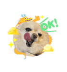 チワワのジョウタロウ（個別スタンプ：5）