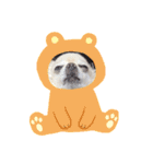 チワワのジョウタロウ（個別スタンプ：8）