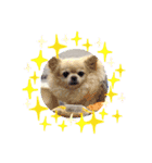 チワワのジョウタロウ（個別スタンプ：9）