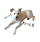 愛犬ぴーすけⅢ（個別スタンプ：1）