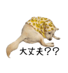 愛犬ぴーすけⅢ（個別スタンプ：2）