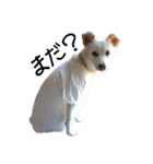 愛犬ぴーすけⅢ（個別スタンプ：3）