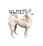 愛犬ぴーすけⅢ（個別スタンプ：4）