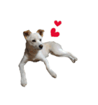 愛犬ぴーすけⅢ（個別スタンプ：7）