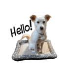 愛犬ぴーすけⅢ（個別スタンプ：8）