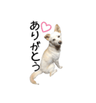 愛犬ぴーすけⅢ（個別スタンプ：9）