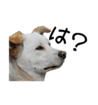 愛犬ぴーすけⅢ（個別スタンプ：10）