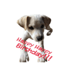 愛犬ぴーすけⅢ（個別スタンプ：11）