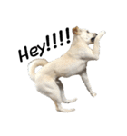 愛犬ぴーすけⅢ（個別スタンプ：12）
