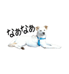 愛犬ぴーすけⅢ（個別スタンプ：13）