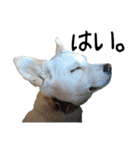 愛犬ぴーすけⅢ（個別スタンプ：14）