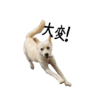 愛犬ぴーすけⅢ（個別スタンプ：15）