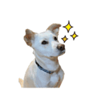 愛犬ぴーすけⅢ（個別スタンプ：16）