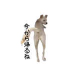 愛犬ぴーすけⅢ（個別スタンプ：17）