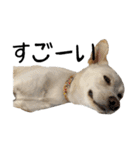愛犬ぴーすけⅢ（個別スタンプ：18）
