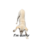 愛犬ぴーすけⅢ（個別スタンプ：19）