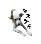 愛犬ぴーすけⅢ（個別スタンプ：20）