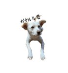 愛犬ぴーすけⅢ（個別スタンプ：21）