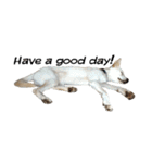 愛犬ぴーすけⅢ（個別スタンプ：22）