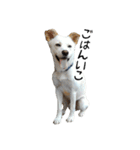 愛犬ぴーすけⅢ（個別スタンプ：23）