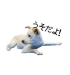 愛犬ぴーすけⅢ（個別スタンプ：24）