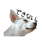 愛犬ぴーすけⅢ（個別スタンプ：25）