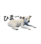 愛犬ぴーすけⅢ（個別スタンプ：26）