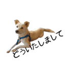 愛犬ぴーすけⅢ（個別スタンプ：27）