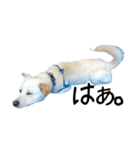 愛犬ぴーすけⅢ（個別スタンプ：29）