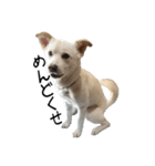 愛犬ぴーすけⅢ（個別スタンプ：30）