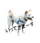 愛犬ぴーすけⅢ（個別スタンプ：31）