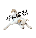 愛犬ぴーすけⅢ（個別スタンプ：33）