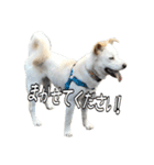愛犬ぴーすけⅢ（個別スタンプ：34）