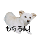 愛犬ぴーすけⅢ（個別スタンプ：35）