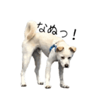 愛犬ぴーすけⅢ（個別スタンプ：36）