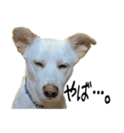 愛犬ぴーすけⅢ（個別スタンプ：37）